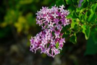 Purple Flowers in Tilt Shift Lens