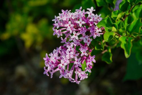 Free Vibrant close-up of pink lilac flowers blooming amidst lush green leaves in spring. Stock Photo