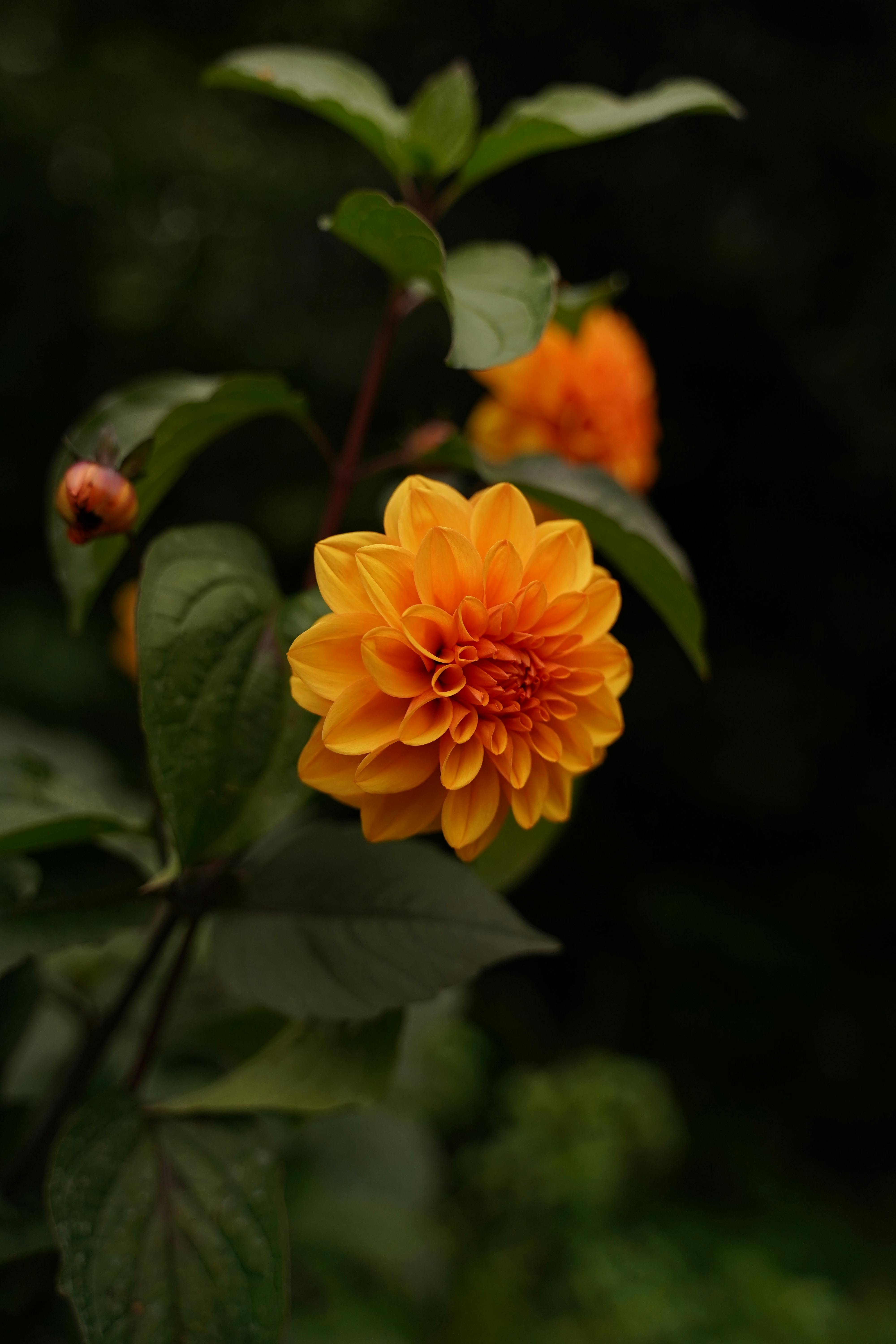 Yellow Dahlia Flower in Bloom · Free Stock Photo