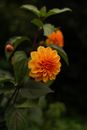 Yellow Dahlia Flower in Bloom
