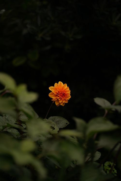 Free A vibrant orange dahlia flower stands out against a dark leafy background, creating a striking contrast. Stock Photo