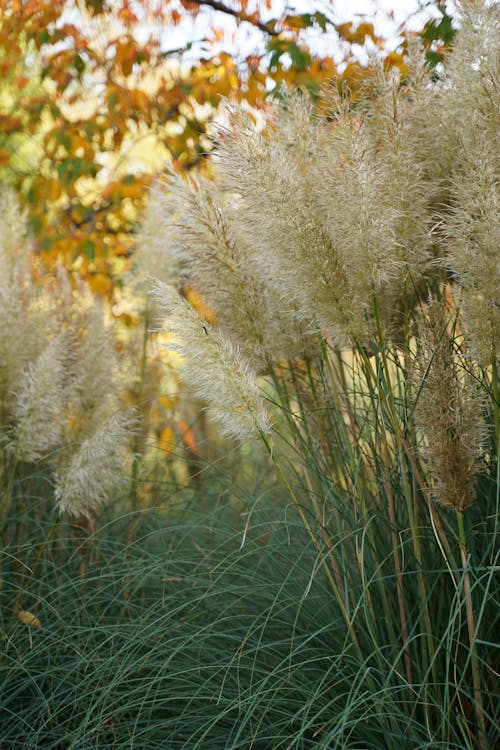 Close-up of Pampas Grass 