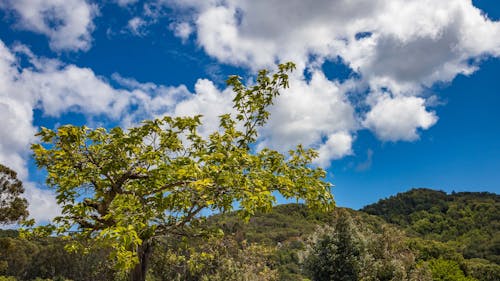 ağaçlar, arazi, bulutlar içeren Ücretsiz stok fotoğraf