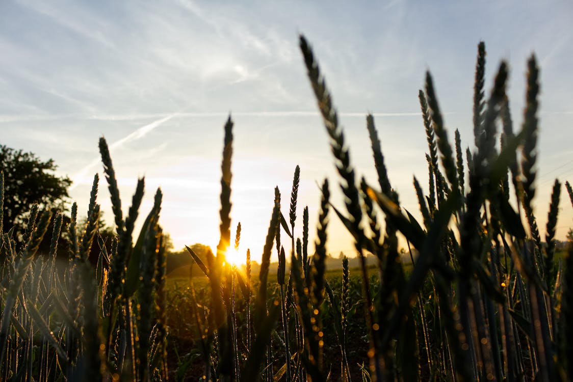 Free Plants during Golden Hour Stock Photo