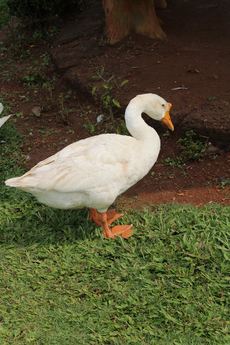 Close-up Photo Of A Domestic Goose 