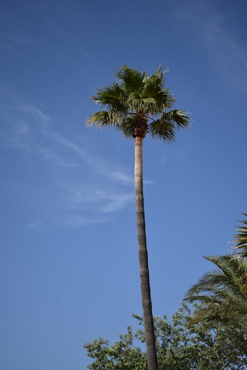 Palm Tree Under a Blue Sky