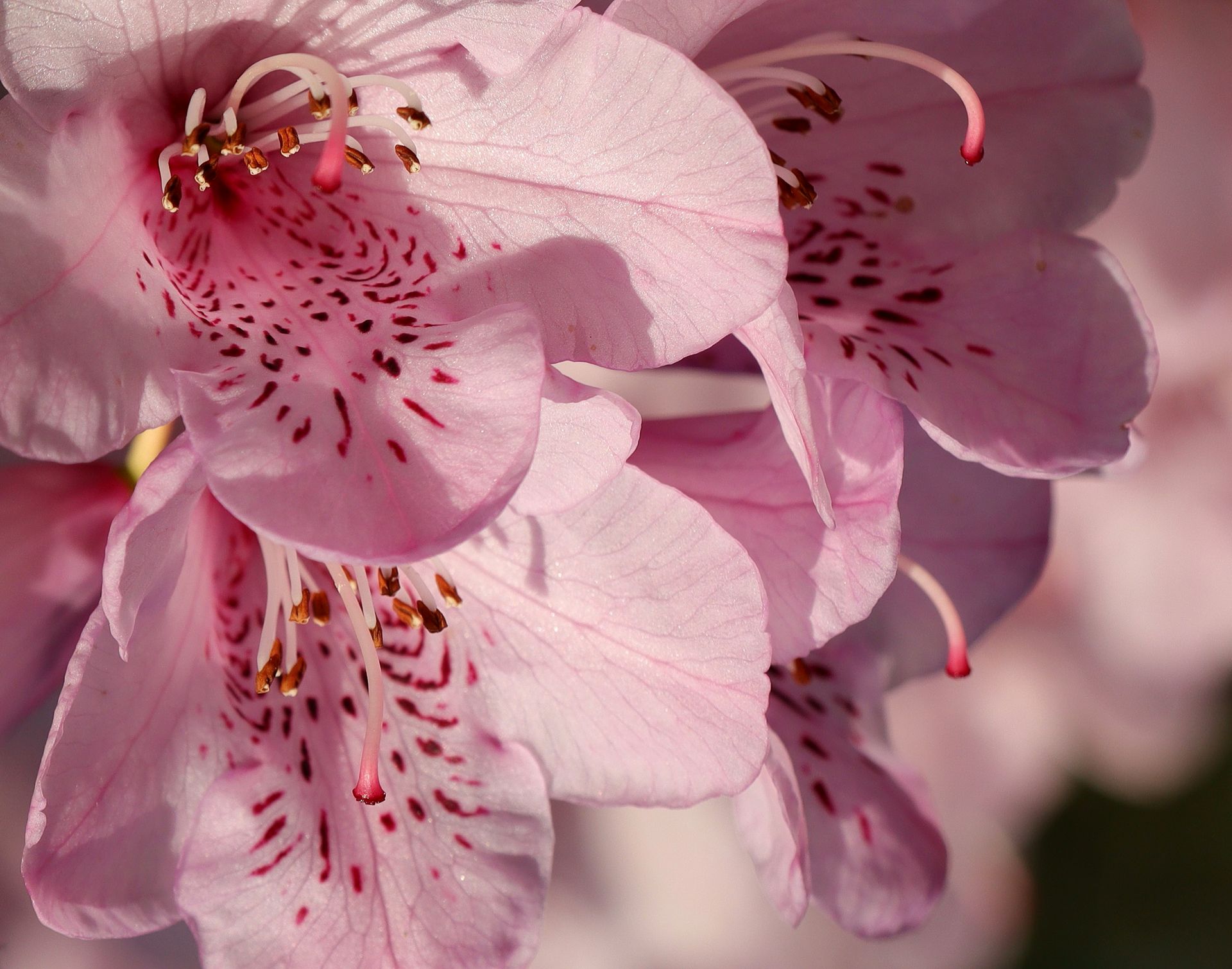 Detailed close-up of pink rhododendron flowers showcasing exquisite petals and stamens.