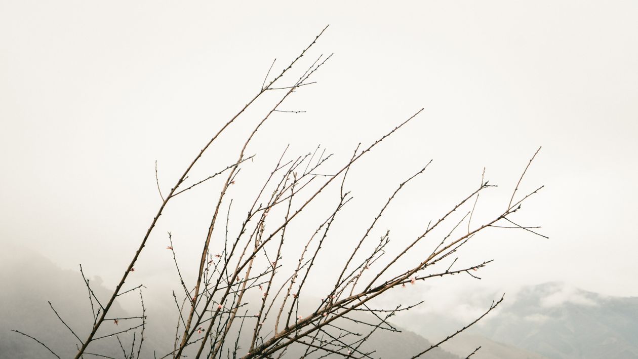 Photo of Leafless Tree · Free Stock Photo