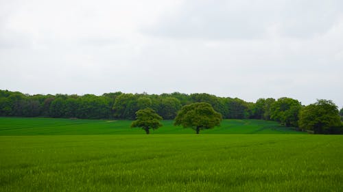 Gratis stockfoto met boerderij, bomen, gearchiveerd