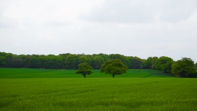 A quiet path through trees at a natural burial site.