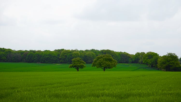 Trees On Grass Field