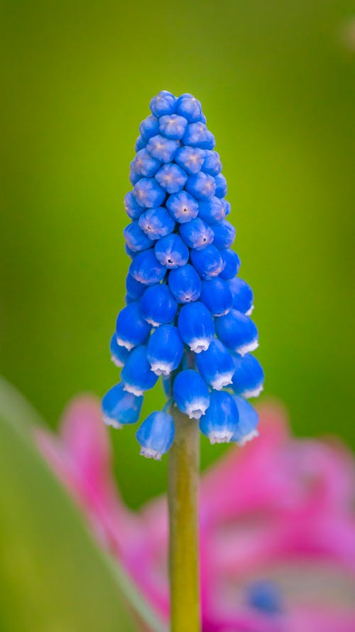Free Blue Flower Buds in Macro Shot Stock Photo