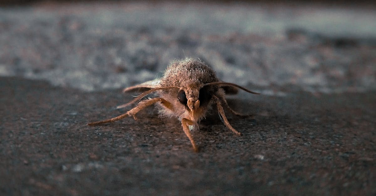 Photo by Daniel Sequen Detailed view of a fuzzy moth resting on rocky ground, perfect for nature-themed projects.