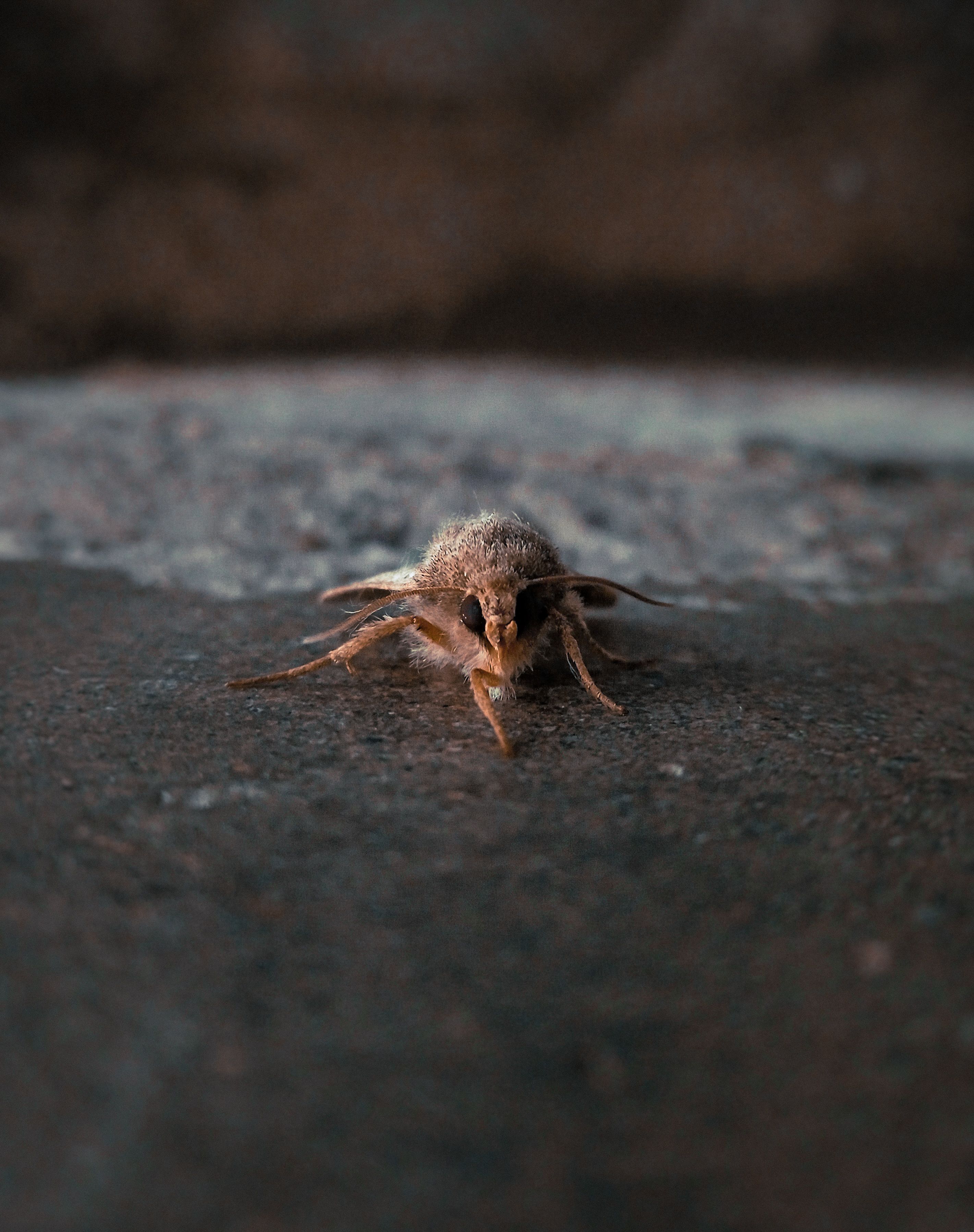 Insect Screens Photos, Download The BEST Free Insect Screens Stock ...