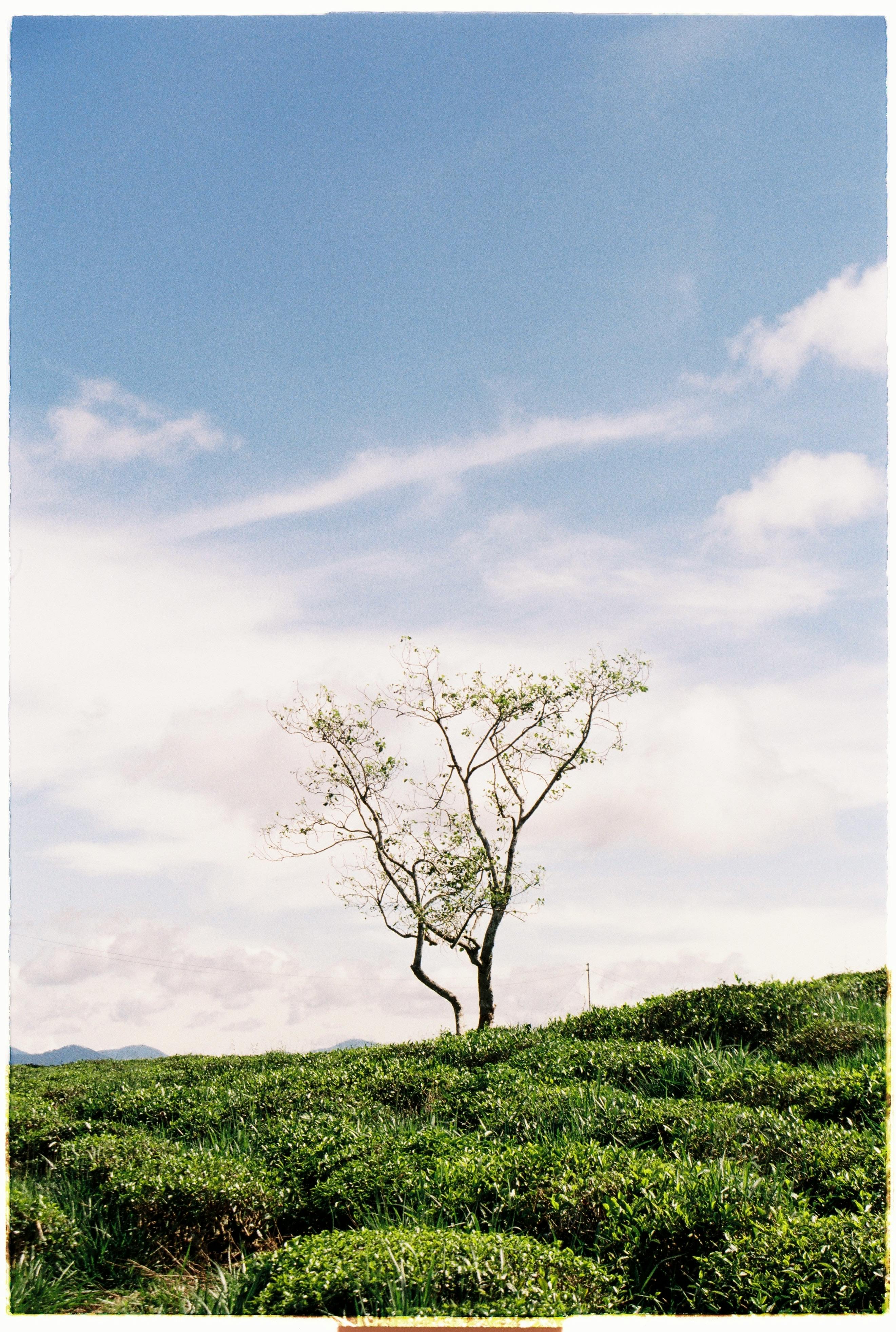 A solitary tree stands amidst lush greenery under a clear blue sky in Dalat, Vietnam.