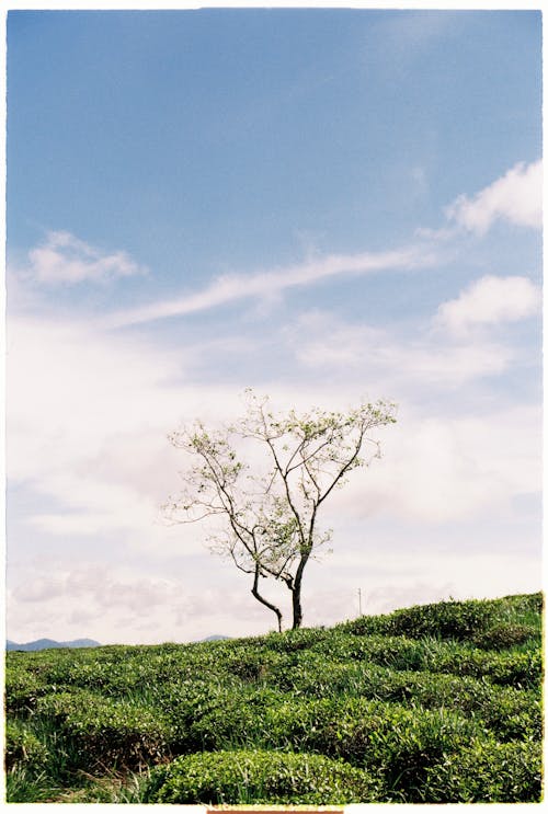 Gratis stockfoto met bladeren, blauwe lucht, boom