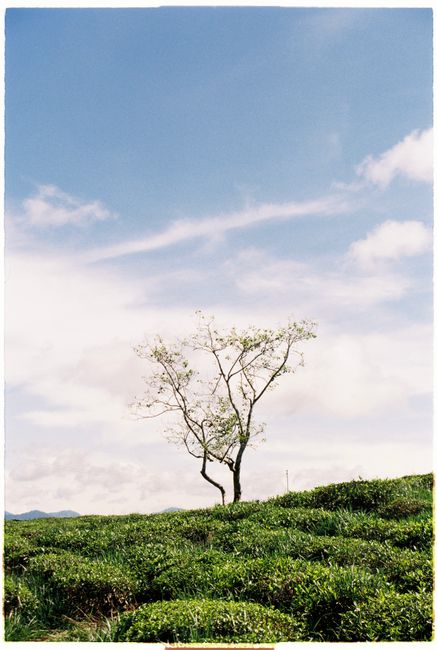 A solitary tree stands amidst lush greenery under a clear blue sky in Dalat, Vietnam.