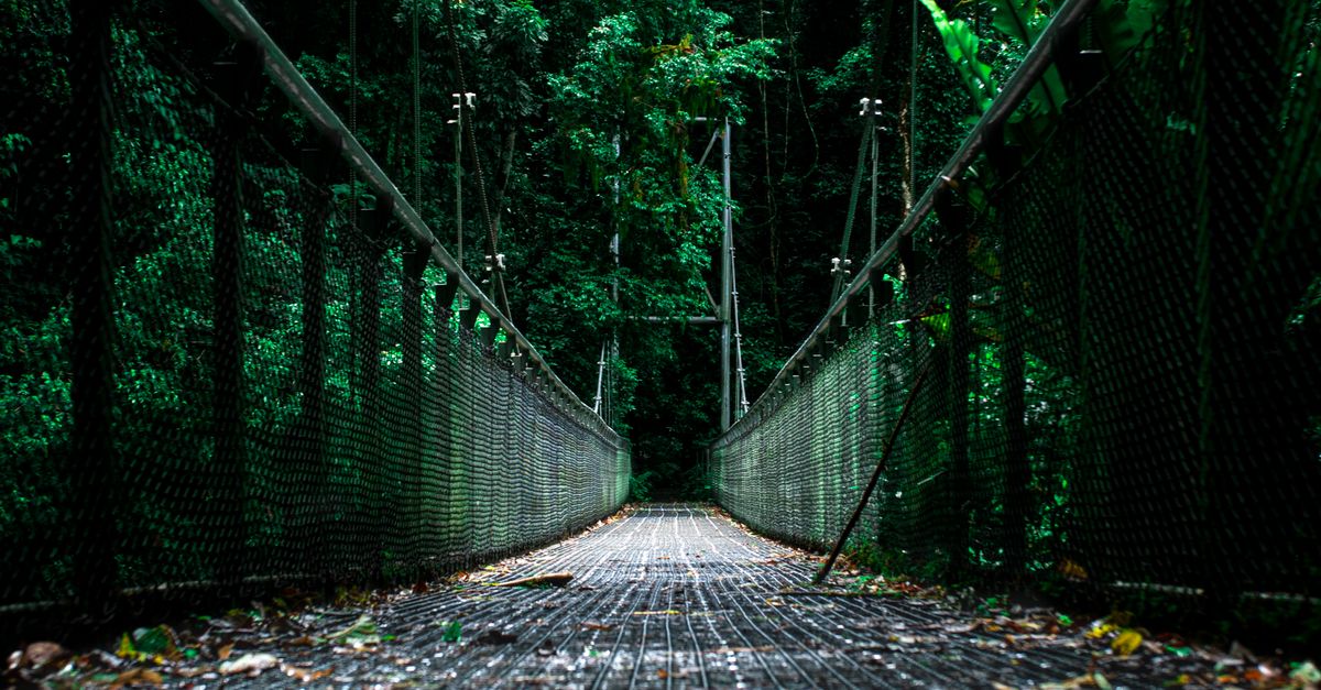 Hanging Path A Hanging Bridge with a Path towards a Forest · Free Stock Photo