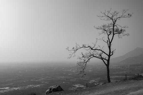 A Grayscale Photo of a Bare Tree