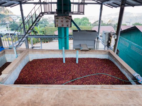 Vibrant coffee cherries drying in structured compartments at a modern processing plant.