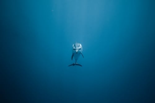 Free Darmowe zdjęcie z galerii z delfiny, dzika przyroda, głęboki Stock Photo