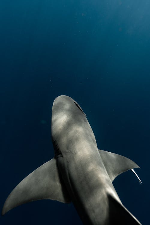 Free Gray Shark in Blue Water Stock Photo