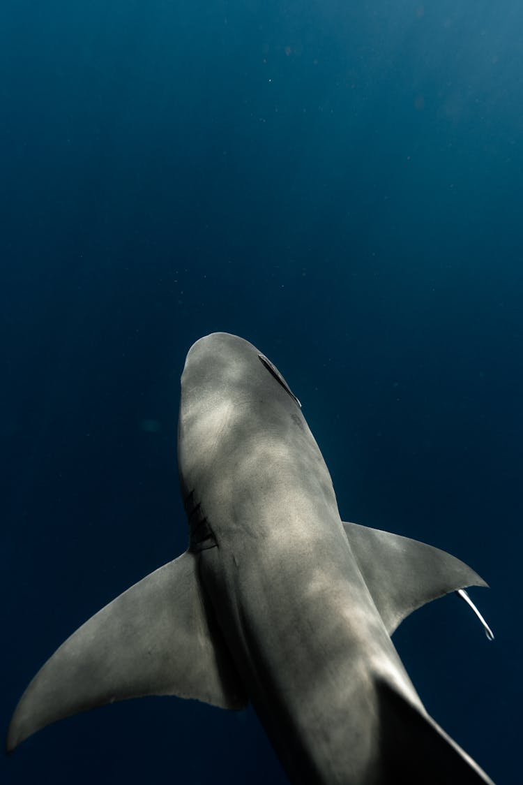 Gray Shark In Blue Water