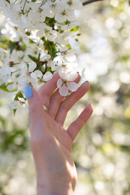 Hand Touching a Cherry Blossom