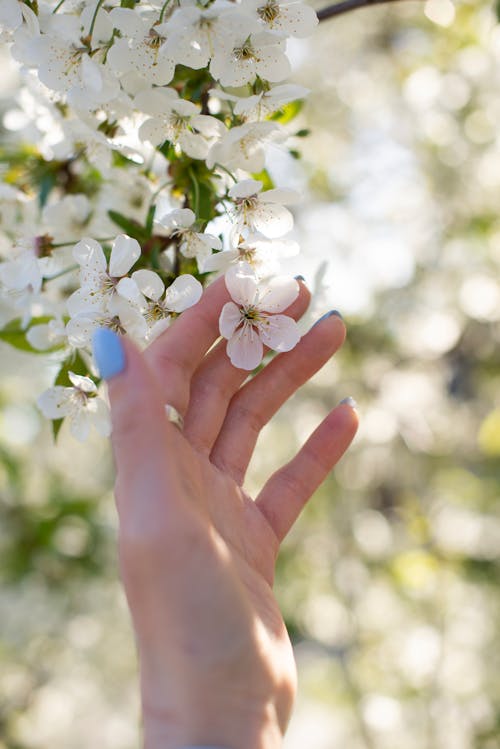 Free Close-up of a hand gently touching blooming white cherry blossoms in spring sunlight. Stock Photo