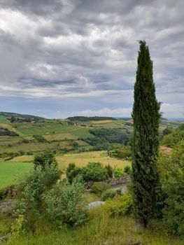 A picturesque rural landscape featuring fields, hills, and a towering cypress under a cloudy sky.
