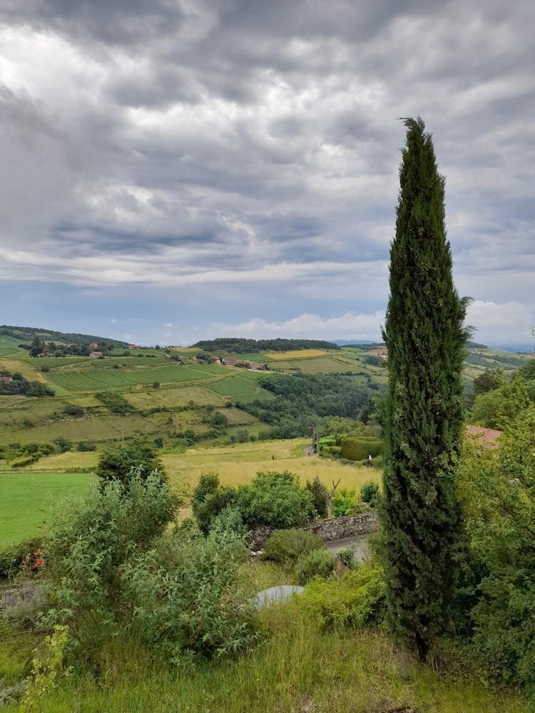 Landscape With A Cupressus In The Foreground