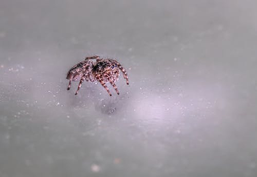 Free Jumping spider Stock Photo