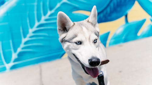 Close Up Shot of a Dog