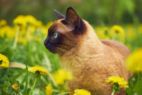 Photo of Cat in a Flower Field.