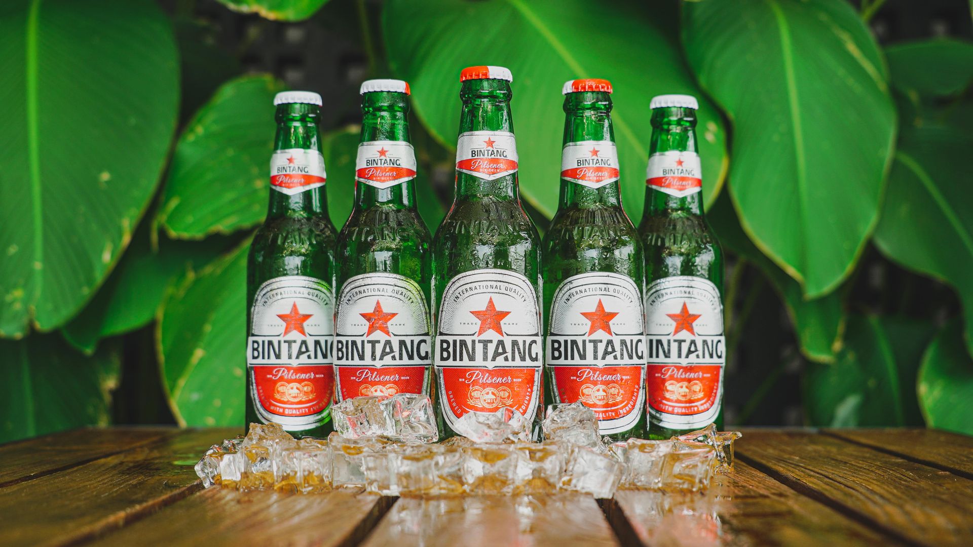 Chilled Bintang Pilsener bottles with ice cubes on a wooden table, surrounded by lush green leaves.