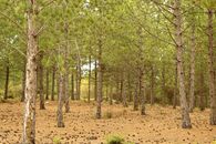 Pines Cones on the Ground Under the Trees