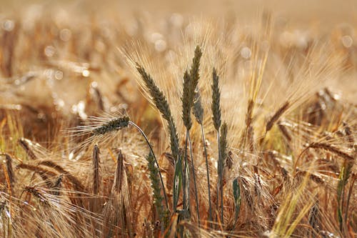 бесплатная Селективное фото поля пшеницы Стоковое фото