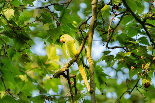 Parakeet Perched on a Tree Branch