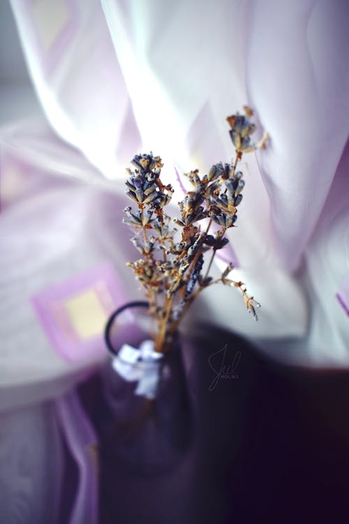 Gratis stockfoto met Bos bloemen, lavendel, schaduwen