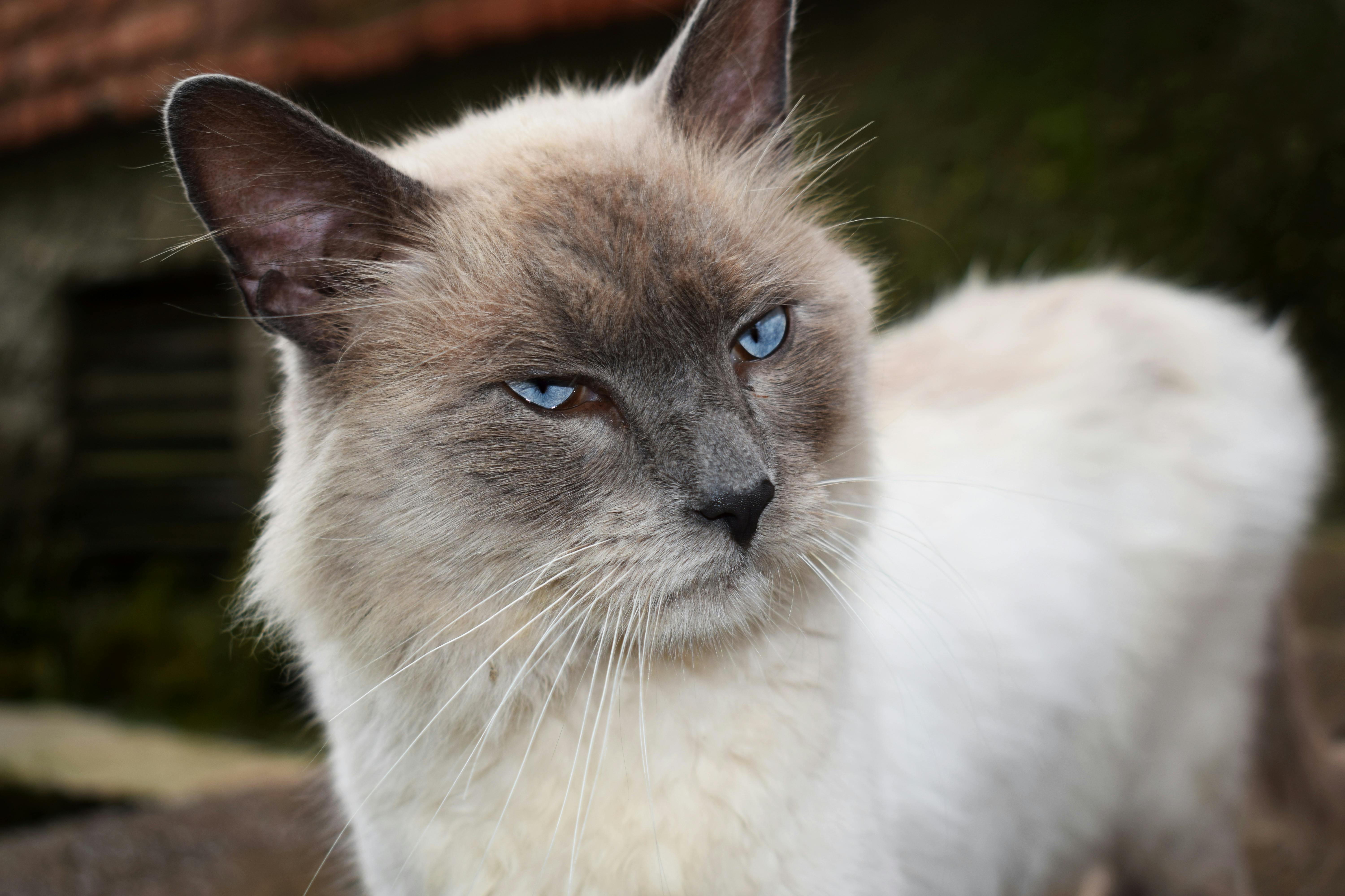 動物 猫の目 猫顔の無料の写真素材