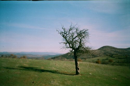 Free Captivating scene of a single bare tree amidst a scenic outdoor countryside, highlighting nature's serenity. Stock Photo