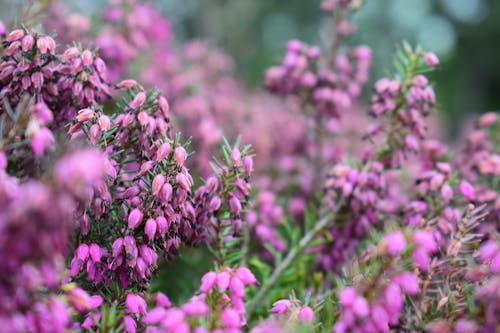 Gratuit Photographie De Plantes à Fleurs Violettes Photos