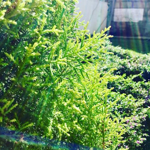 Green Tree Leaves Under Sun Rays