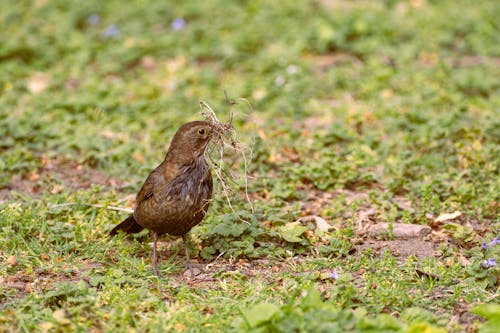 Commong Blackbird Eating Grass 