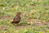 Amsel