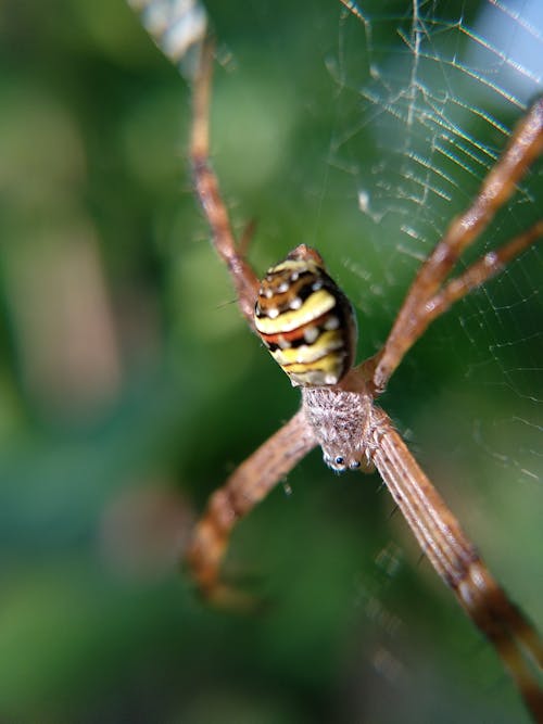 Foto profissional grátis de animal, aranha, borrão