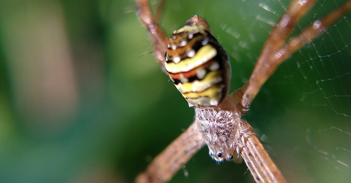 How do you kill a spider wiki how