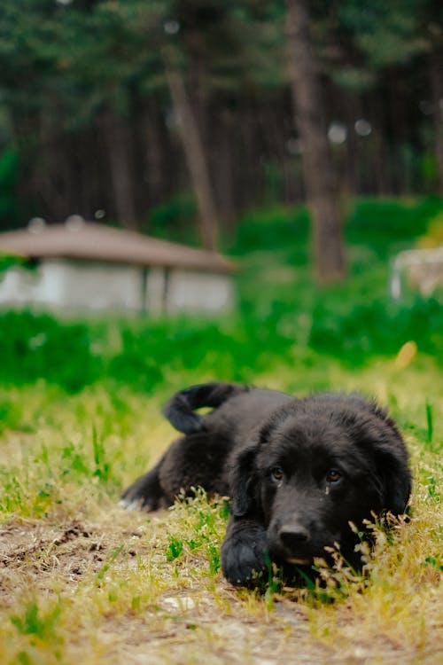 Free Furry Black Dog Lying on the Ground Stock Photo