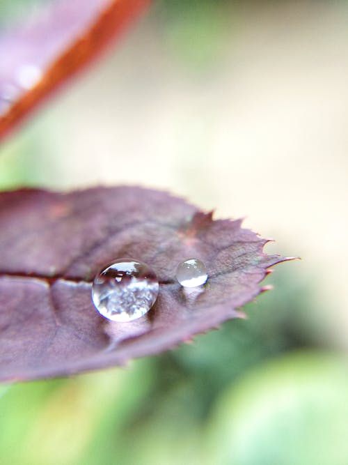 Water Droplets on Purple Leaf