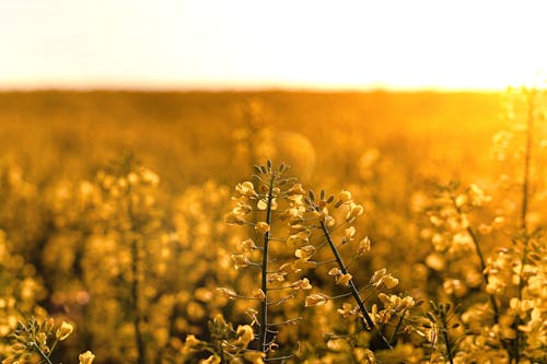 Δωρεάν στοκ φωτογραφιών με ανθόκηπος, γκρο πλαν, κίτρινα άνθη Φωτογραφία από στοκ φωτογραφιών
